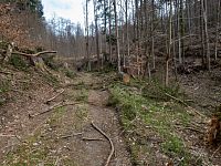 I sem dorazil kůrovec
