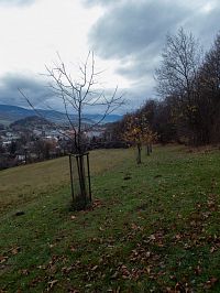 V listopadu jsou stromy většinou už opadané