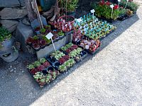 Vše možné k prodeji