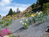 Narcisy mají být hlavně na zahradě a ne v jiných lokalitách