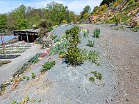 Vše je obklopené v čedičové drti