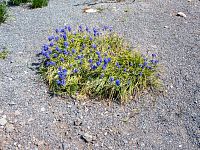 Modřenec je sice pěkná květinka, ale funguje jak dokonalý plevel