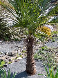 Paly se na zimu musí schovat