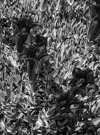 Barvy jsou vlastně jen hrou lomů světel a ne všichni živočichové vidí jako my