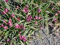 Sposzta minitulipánů