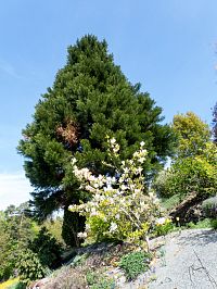 Sekvojovec zase o něco větší