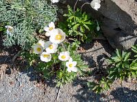 Údajně japonské sasanky