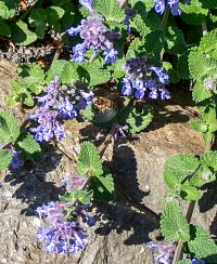 Včely tu mají hody