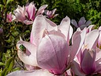 Přiletí i brouček