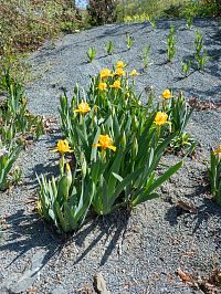 Kosatce jsme nestihli na Pálavě