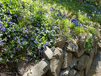 Barvínek je taky takový nezmar