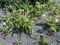 Koniklec v bílém provedení