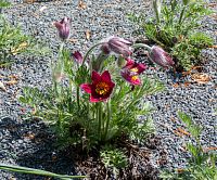 Klasičtější do červena až nachova