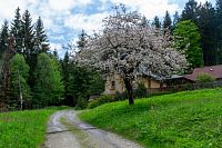 Tady to kvete později