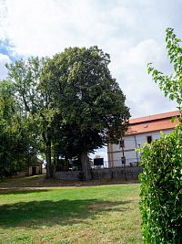 Lípa u Rychty
