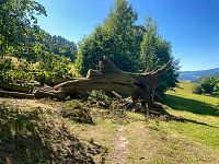 V červnu 2025 jedna z okolních líp nevydržela při vichru