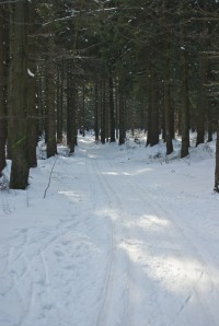 Stopa v lese