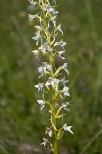 Při trošce štěstí i orchideje - vemeníček bílý