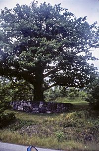 Švédský památný strom