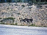 Sob splývá s pozadím