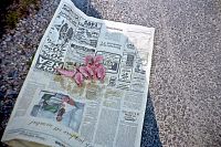 Krevetková pochotka