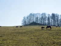 Koně pod skalkou