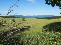 Mravenečník a téměř kompletné velká hřebenovka