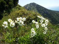 v popredi veternica narcisokveta