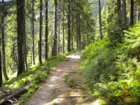 Lesní cesta do údolí je pohodlná.