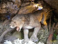Medvědí jeskyně - vestibul