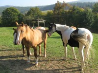 Koníci na Meadow ranchi