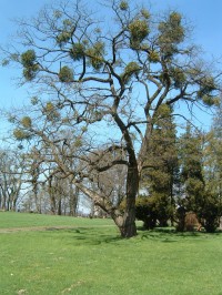 Radúň - strom v parku