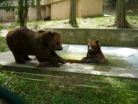Vodní dovádění medvědích sourozenců