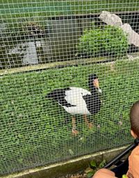 Zoopark Nehvizdy