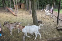 Početné stádo koz a pár ovcí můžete nakrmit