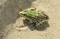 Žába na mořské pláži
