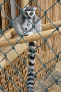 Lemur kata v ZOO Vyškov