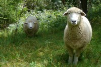 Bečet umí ovečky opravdu krásně...