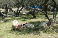 Ovečky v obci Mundanija hledající stín v poledním slunečním žáru