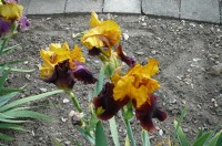 Iris - supreme sultan