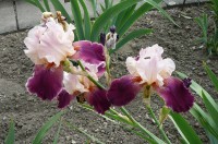 Iris - latin lover