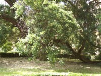 Nejstarší strom parku-201 let