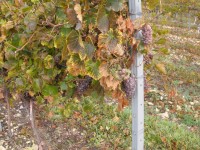 Sudoměřice-vinohrady