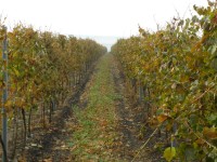 Sudoměřice-vinohrady