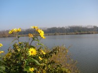 Hodonín-Písečné-rybník Dvorský