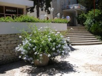 Korčula -hotelová zahrada