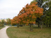 Hodonín-lázeňký park-podzim