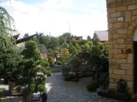 Staré Město-muzeum bonsaí