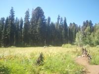 Crescent Meadow (Sequoia)