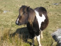 DARTMOOR